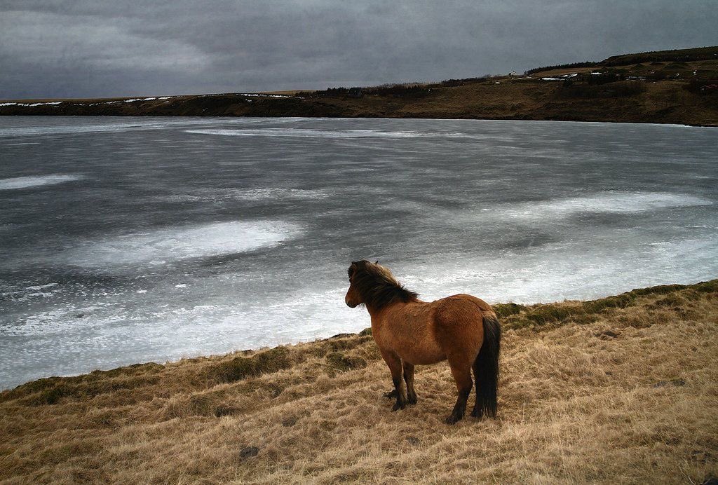 horse standing on dreary beach staring out into hopeless sea contemplating thinking gloomy day alone