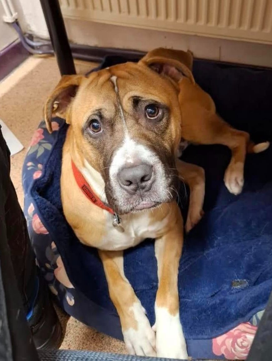 AdoptionsUk's tweet photo. Very urgent, please retweet to help Kylo find a home #BIRKENHEAD #MERSEYSIDE #LIVERPOOL #UK  At risk of euthanasia, please share wherever you are so that someone who can help sees this 🆘🆘🆘
Now in a council pound‼️
Details or apply for Kylo below👇
https://t.co/q85fz9cQ5K
…Mastiff cross, 11 months old and Tan and White. Kylo is recovering from a pulled cruciate ligament and so is going to require a balance of exercise and rest. This means we are looking for a calm home with someone who can put things in place to aid Kylo’s recovery. Our veterinary has advised that Kylo can go on longer walks now to build his strength back up. 
Kylo is a large strong dog and he does have a lot of energy so he needs a home with someone who can handle him and encourage him to be calmer. Kylo is very loveable and has a lovely nature.  
He does seem to suffer with separation anxiety so will need someone home most of the time and further training with this. KIDS: Yes 12 years +
DOGS: Calm older dogs CATS: Unsure PREVIOUS HISTORY: Kylo was abandoned at the kennels with an obvious injury to his back legs. We have not been made aware of how his injury happened or any other previous history. NOW TAKING APPOINTMENTS FOR KYLO – PLEASE CALL 0151 556 1220 TO SPEAK WITH STAFF AND MAKE AN APPOINTMENT *

#dogs #dog #animals #pets #adoptdontshop #D