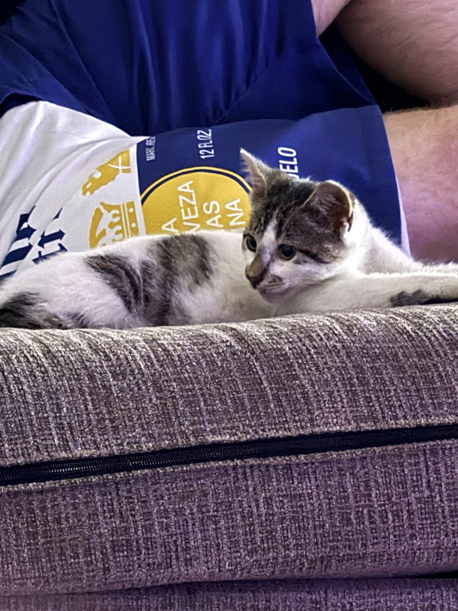 Juicy_Jace3's tweet photo. yall i got a new kitten and look how precious she is 🥺 meet penelope 💕

#felinefriend #kitty #pet #adorable #likeforlike #followforfollow #share #subscribe #comment #repost https://t.co/qy4zMt33G4