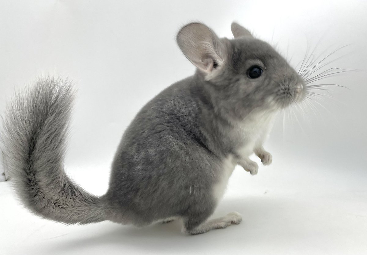 mou_pet's tweet photo. 🐭販売中のチンチラ紹介🐭
 
バイオレット　男の子
 
2024年9月9日 日本生まれ
健康診断・口腔検査・検便済み
https://t.co/GWzskfHEqj
 
バイオレット三つ子兄弟で入店しました💜
まだまだ可愛い盛りの幼い兄弟です✨
とても元気いっぱいです。
区別で耳マーク付けてます。
 
#チンチラ
#チンチラ販売 https://t.co/Fy5oZZsqRb