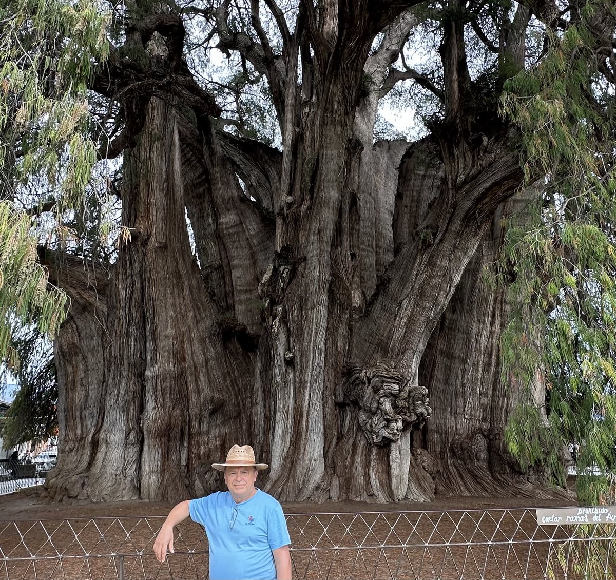SazanovL's tweet image. Árbol del Tule, Montezuma cypress near Oaxaca in Mexico is amazing. It is the biggest tree in the world by trunk width (14 m diameter). How just a few green needles maintain this tree over 2000 years is a mystery to me.