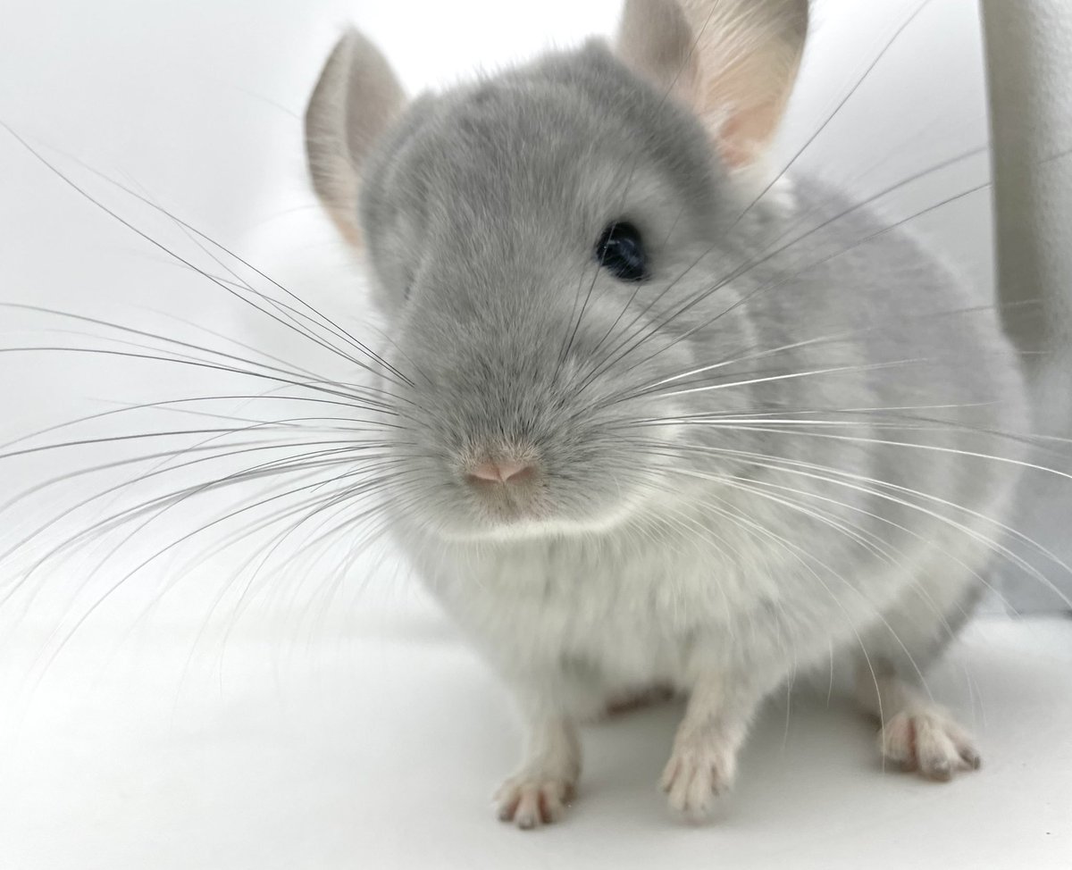 🐭販売中のチンチラ紹介🐭
 
ブルーダイヤモンド　男の子
poss66%アンゴラキャリア
 
2024年8月22日 日本生まれ
健康診断・口腔検査・検便済み
mou-pet.com/?p=10644
 
まだまだ珍しい国内生まれの子✨
毛足が長くふわふわ耳周り少し長めです。
可愛い盛りで元気いっぱい
 
#チンチラ
#チンチラ販売