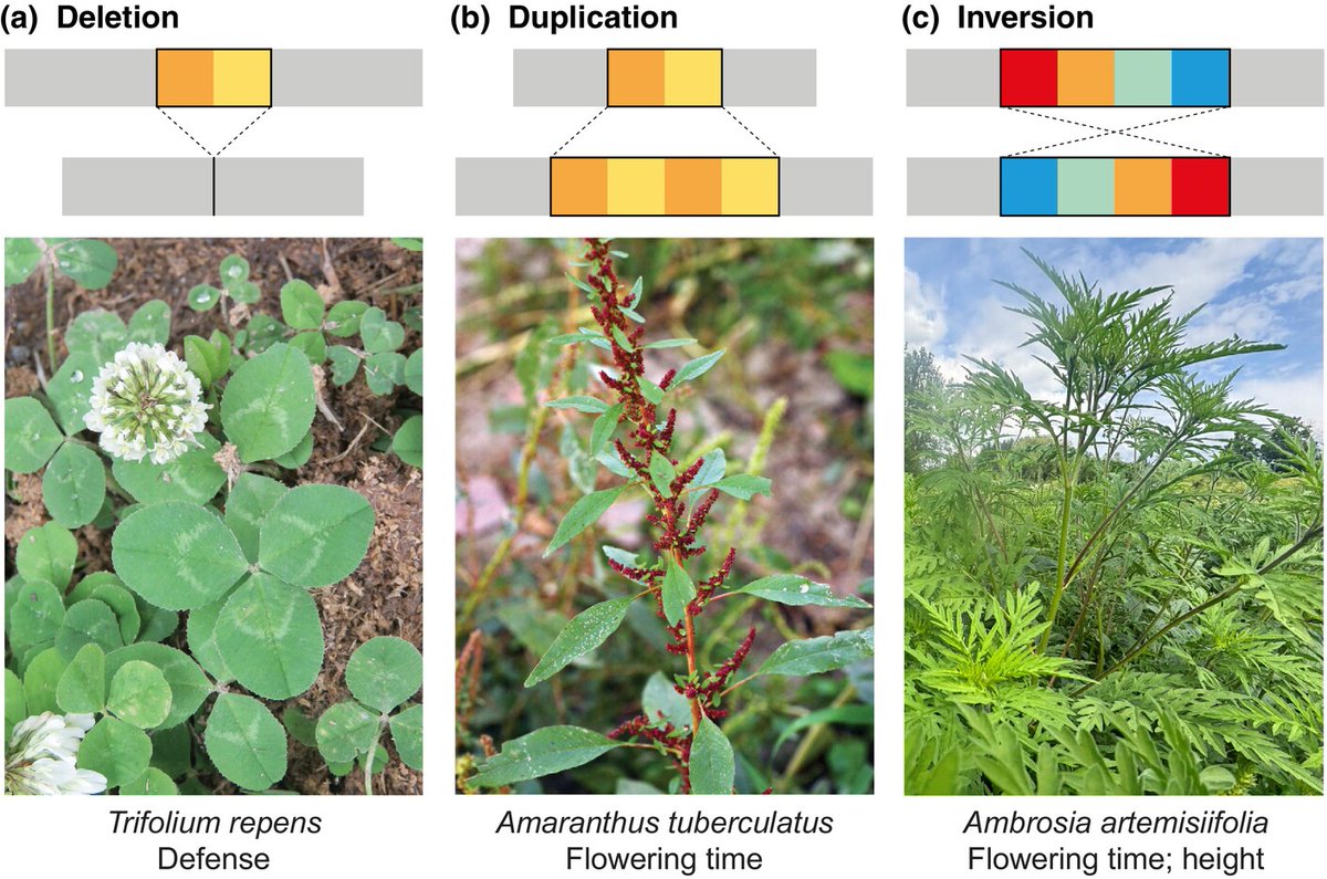 New Phytologist (@newphyt) on Twitter photo #TansleyReview Plant invasion genomics
Hodgins et al. <a href="/shaky_dingo/">Kay Hodgins</a> <a href="/dan_g_bock/">Dan G. Bock</a>
📖 nph.onlinelibrary.wiley.com/doi/10.1111/np… #TansleyReview Plant invasion genomics
Hodgins et al. <a href="/shaky_dingo/">Kay Hodgins</a> <a href="/dan_g_bock/">Dan G. Bock</a>
📖 nph.onlinelibrary.wiley.com/doi/10.1111/np…