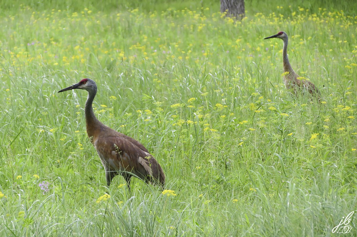 Happy #NationalBirdDay! I took these photos in four different locations. One in a state park, one in my yard, and two in two different city parks. In other words, wildlife needs habitat everywhere, including our backyards.