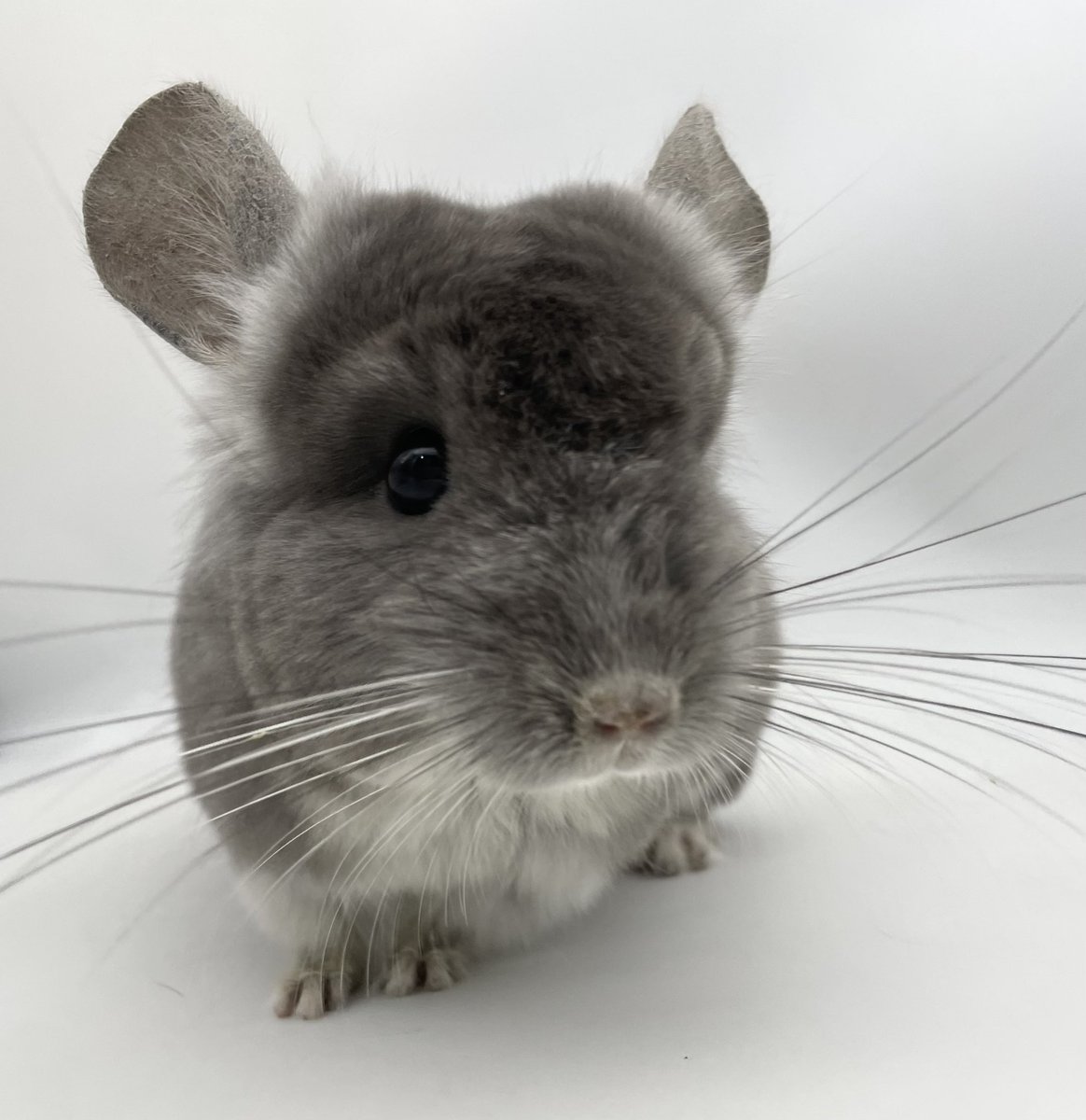 🐭販売中のチンチラ紹介🐭
 
TOVバイオレット　女の子
（ベルベットバイオレット）
アンゴラキャリア
 
2023年12月頃生まれ
健康診断・口腔検査・検便済み
オランダ輸入
mou-pet.com/?p=10733
 
耳周りの毛が長く可愛い丸顔ちゃん💘
毛足長め✨
人懐っこく優しい性格です
 
#チンチラ
#チンチラ販売
