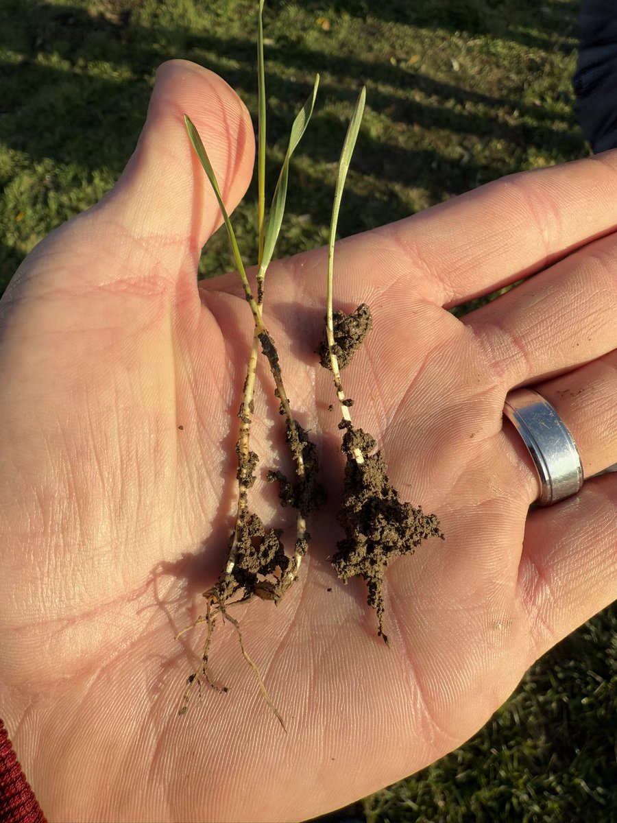 DataManning's tweet image. Currently in Romania for LEAD42 International Study. 

Simply put, nice soil!
#dirtnerd @IANRmedia_UNL