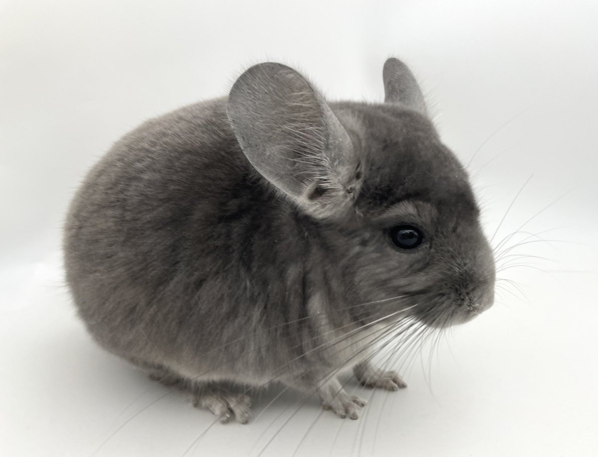 mou_pet's tweet photo. 🐭販売中のチンチラ紹介🐭
 
バイオレットエボニー　男の子
アンゴラキャリア
 
2024年3月5日 日本生まれ
健康診断・口腔検査・検便済み
https://t.co/wTW9uFyO6s
 
全身バイオレットの珍しい色💜
濃いめのバイオレットカラーが綺麗な子
ベビーフェイスのイケメン君です✨
 
#チンチラ
#チンチラ販売 https://t.co/qsbxe5mCo6