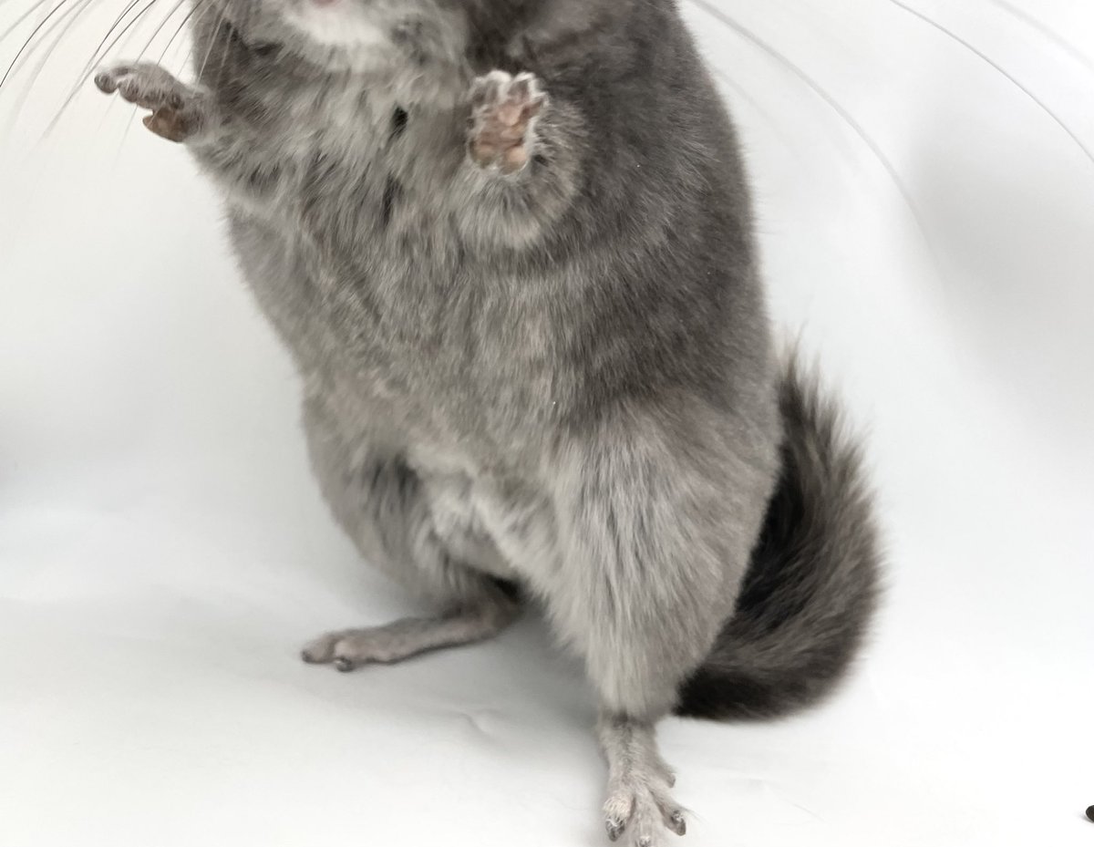 🐭販売中のチンチラ紹介🐭
 
バイオレットエボニー　男の子
アンゴラキャリア
 
2024年3月5日 日本生まれ
健康診断・口腔検査・検便済み
mou-pet.com/?p=10741
 
全身バイオレットの珍しい色💜
濃いめのバイオレットカラーが綺麗な子
ベビーフェイスのイケメン君です✨
 
#チンチラ
#チンチラ販売