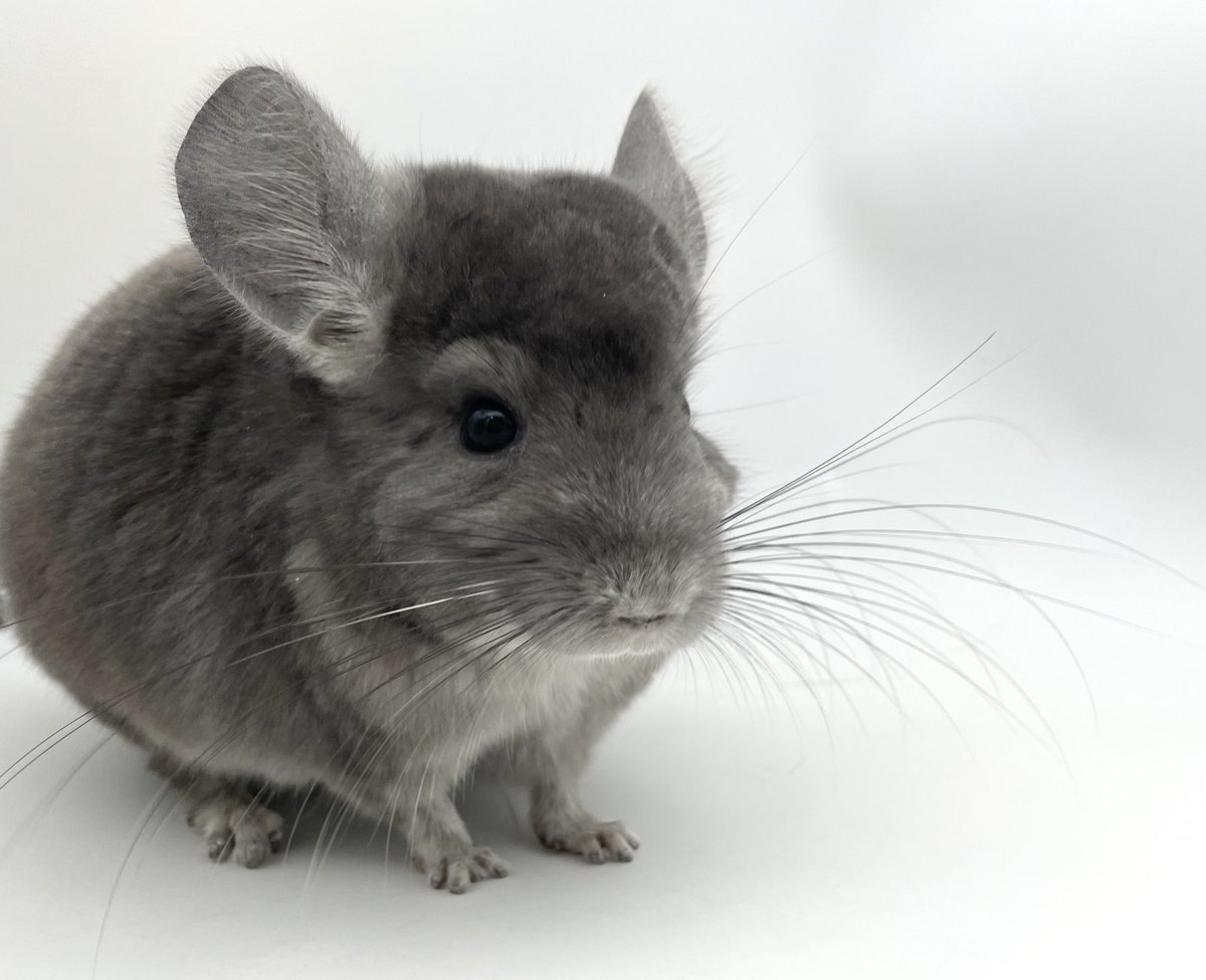 mou_pet's tweet photo. 🐭販売中のチンチラ紹介🐭
 
バイオレットエボニー　男の子
アンゴラキャリア
 
2024年3月5日 日本生まれ
健康診断・口腔検査・検便済み
https://t.co/wTW9uFyO6s
 
全身バイオレットの珍しい色💜
濃いめのバイオレットカラーが綺麗な子
ベビーフェイスのイケメン君です✨
 
#チンチラ
#チンチラ販売 https://t.co/qsbxe5mCo6