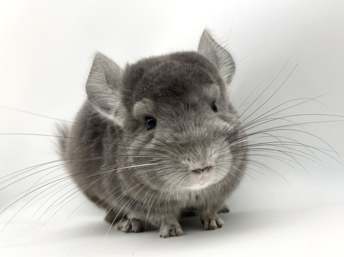 mou_pet's tweet photo. 🐭販売中のチンチラ紹介🐭
 
バイオレットエボニー　男の子
アンゴラキャリア
 
2024年3月5日 日本生まれ
健康診断・口腔検査・検便済み
https://t.co/wTW9uFyO6s
 
全身バイオレットの珍しい色💜
濃いめのバイオレットカラーが綺麗な子
ベビーフェイスのイケメン君です✨
 
#チンチラ
#チンチラ販売 https://t.co/qsbxe5mCo6