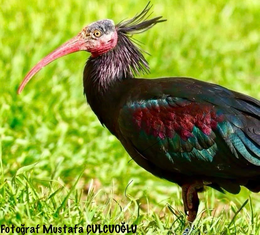 5 Ocak Dünya kuş günü kutlu olsun!
“Yaşat-Koru-Sev”