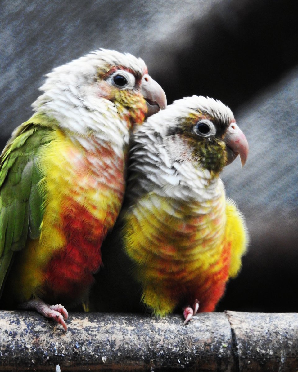 virendra__gupta's tweet photo. #lovebirds #love #lovebird #birds #couplegoals #lovebirdindonesia  #bird #lovebirdsofinstagram #lovebirdjakarta #lovebirdmania #parrots  #agapornis #lovebirdlovers  #couple  #lovebirdkonslet #lovebirdsurabaya #cute #lovebirdngekekpanjang #lovebirdbandung #parrot  #photography https://t.co/Byzt9cYRdN