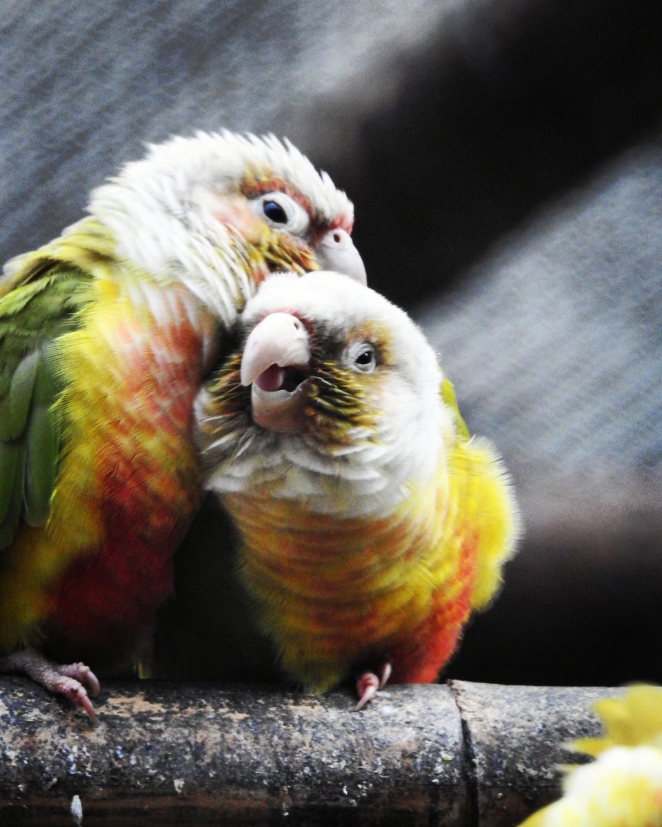 virendra__gupta's tweet photo. #lovebirds #love #lovebird #birds #couplegoals #lovebirdindonesia  #bird #lovebirdsofinstagram #lovebirdjakarta #lovebirdmania #parrots  #agapornis #lovebirdlovers  #couple  #lovebirdkonslet #lovebirdsurabaya #cute #lovebirdngekekpanjang #lovebirdbandung #parrot  #photography https://t.co/Byzt9cYRdN