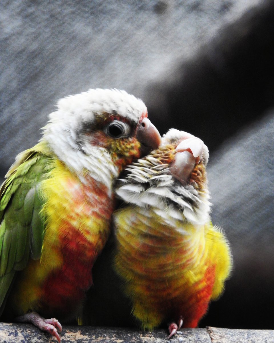 virendra__gupta's tweet photo. #lovebirds #love #lovebird #birds #couplegoals #lovebirdindonesia  #bird #lovebirdsofinstagram #lovebirdjakarta #lovebirdmania #parrots  #agapornis #lovebirdlovers  #couple  #lovebirdkonslet #lovebirdsurabaya #cute #lovebirdngekekpanjang #lovebirdbandung #parrot  #photography https://t.co/Byzt9cYRdN