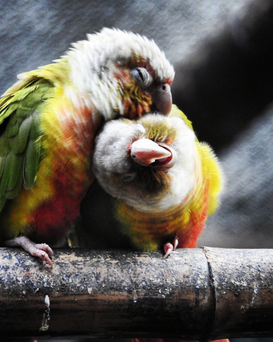 virendra__gupta's tweet photo. #lovebirds #love #lovebird #birds #couplegoals #lovebirdindonesia  #bird #lovebirdsofinstagram #lovebirdjakarta #lovebirdmania #parrots  #agapornis #lovebirdlovers  #couple  #lovebirdkonslet #lovebirdsurabaya #cute #lovebirdngekekpanjang #lovebirdbandung #parrot  #photography https://t.co/Byzt9cYRdN