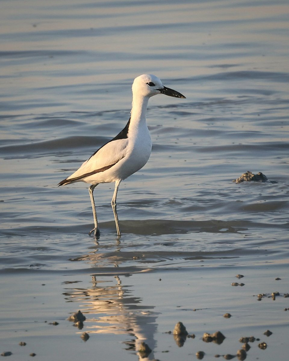 DaveRead18's tweet image. One of the main reasons for my visit to Kuwait was to see Crab Plover, I just wasn't expecting them to show as well as this bird did.