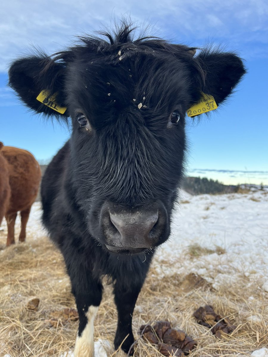 ❄️❄️ O U T W I N T E R I N G ❄️❄️

On this cold, wintery day - here’s a thread about outwintering 🧵 

I’m going to share  what we do, why we do it, what we have learned and answer some questions along the way. 

1/