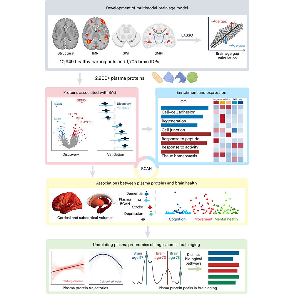 Nature Portfolio (@natureportfolio) on Twitter photo A paper in <a href="/NatureAging/">Nature Aging</a> identifies 13 proteins linked to brain aging in humans. Changes in the concentrations of these blood proteins may peak at 57, 70, and 78 years old. go.nature.com/3ZvGLSy A paper in <a href="/NatureAging/">Nature Aging</a> identifies 13 proteins linked to brain aging in humans. Changes in the concentrations of these blood proteins may peak at 57, 70, and 78 years old. go.nature.com/3ZvGLSy