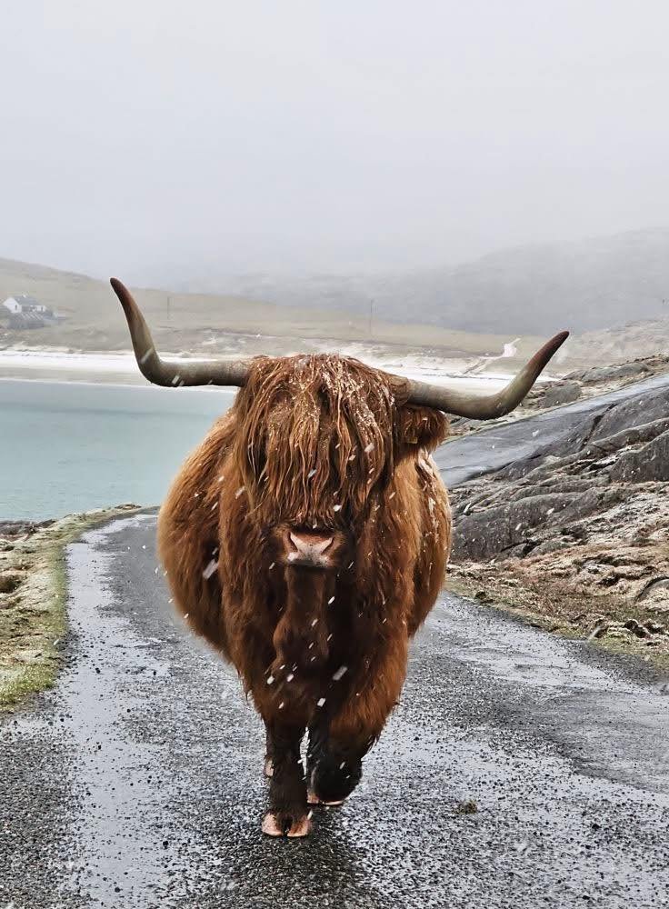 BarssFreddie's tweet image. This sweet and snowy coo says hello from the Isle of Harris .          c.o. Lovely photo by: James Scott❄️🏴󠁧󠁢󠁳󠁣󠁴󠁿