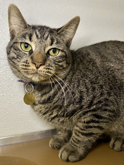 CHA Animal Shelter tweet media