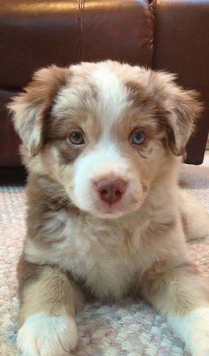AusShepherdClub's tweet photo. My baby died today. She was 10 years old. I miss her so much🥺 https://t.co/JClAVN7GKA