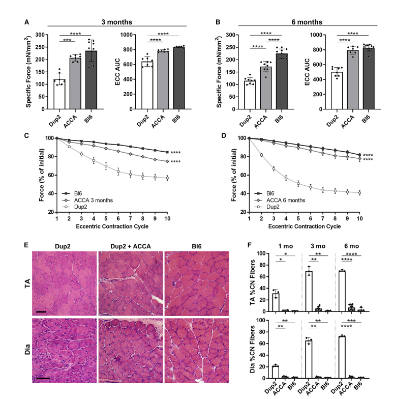 nikakhtar_ali's tweet photo. Systemic delivery of an AAV9 exon skipping vector significantly improves or prevents features of Duchenne muscular dystrophy in the Dup2 mouse
👉 10.1016/j.omtm.2022.07.005
@KevinMFlanigan
#DuchenneMuscularDystrophy #DMD #GeneTherapy #ExonSkipping #AAV9 #U7snRNA #Dup2MouseModel https://t.co/ZkUpzSe8cb