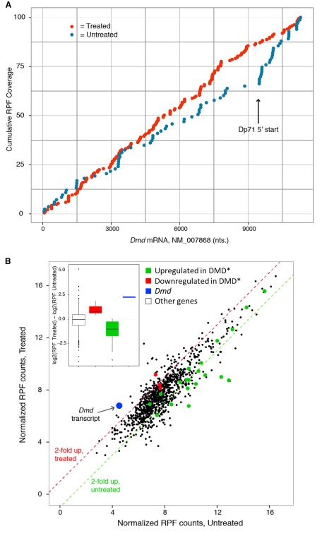 nikakhtar_ali's tweet photo. Systemic delivery of an AAV9 exon skipping vector significantly improves or prevents features of Duchenne muscular dystrophy in the Dup2 mouse
👉 10.1016/j.omtm.2022.07.005
@KevinMFlanigan
#DuchenneMuscularDystrophy #DMD #GeneTherapy #ExonSkipping #AAV9 #U7snRNA #Dup2MouseModel https://t.co/ZkUpzSe8cb