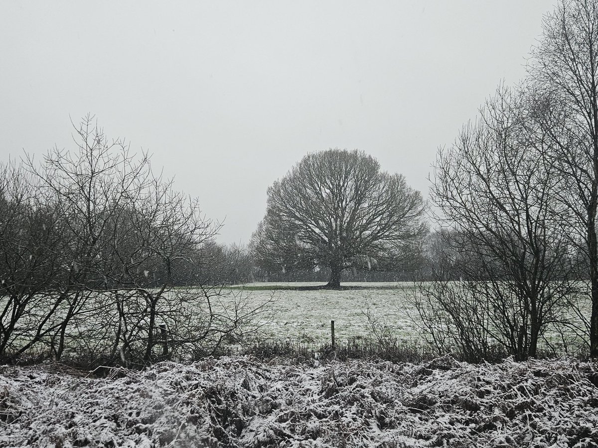 #Galanthus Ailwyn enjoying the #snow scenes here in Kildare. #sneachta