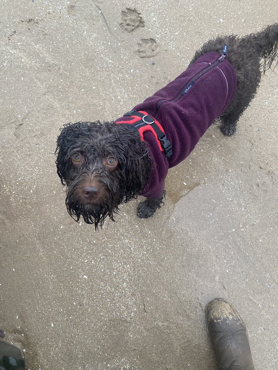 djspeakie's tweet photo. #woolacombebeach #flindersthecockapoo https://t.co/QRAFoOx83o