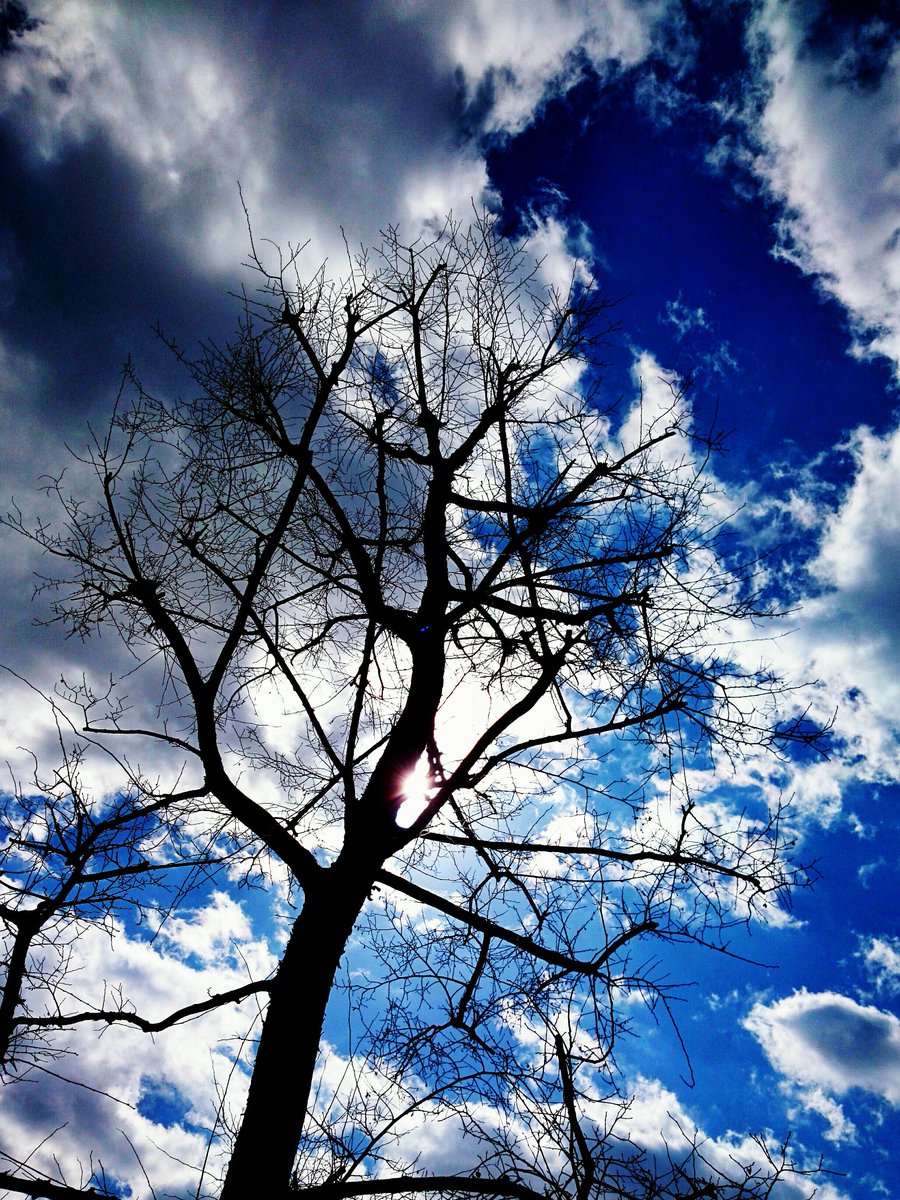 k00i1's tweet photo. #photo #photography #Sony #Xperia  #snapshot #tree #trees #forest #だから私はXperia https://t.co/Pe8p0d2rGk