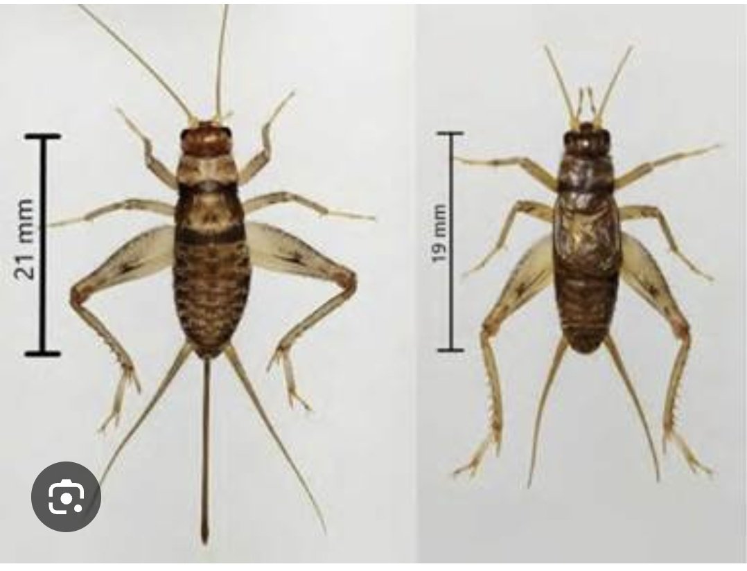Ciencia 1M 🧪 (@ciencia1m) on Twitter photo <a href="/OrmazabalIon/">Ion Ormazabal</a> Sabías que si tienen dos cositas atras es macho y si tiene tres cositas atras es hembra porque ocupa la cosita extra para poner los huevitos
Mi mami es bióloga y me enseñó 🥰 <a href="/OrmazabalIon/">Ion Ormazabal</a> Sabías que si tienen dos cositas atras es macho y si tiene tres cositas atras es hembra porque ocupa la cosita extra para poner los huevitos
Mi mami es bióloga y me enseñó 🥰