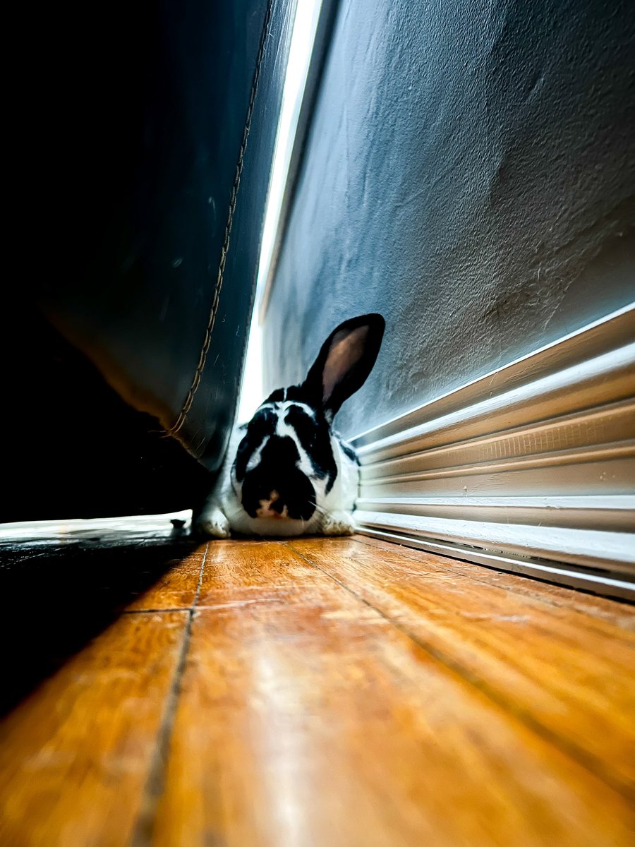 stevenuzum's tweet image. Marty has his Sunday plans. #Rabbit #RexRabbit