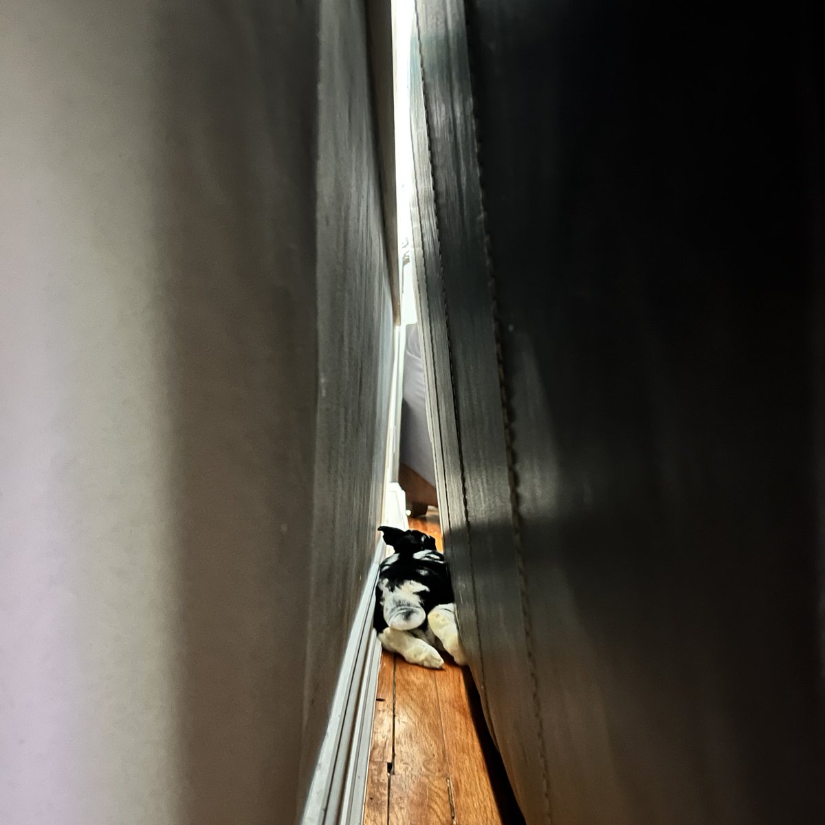 stevenuzum's tweet image. Marty has his Sunday plans. #Rabbit #RexRabbit