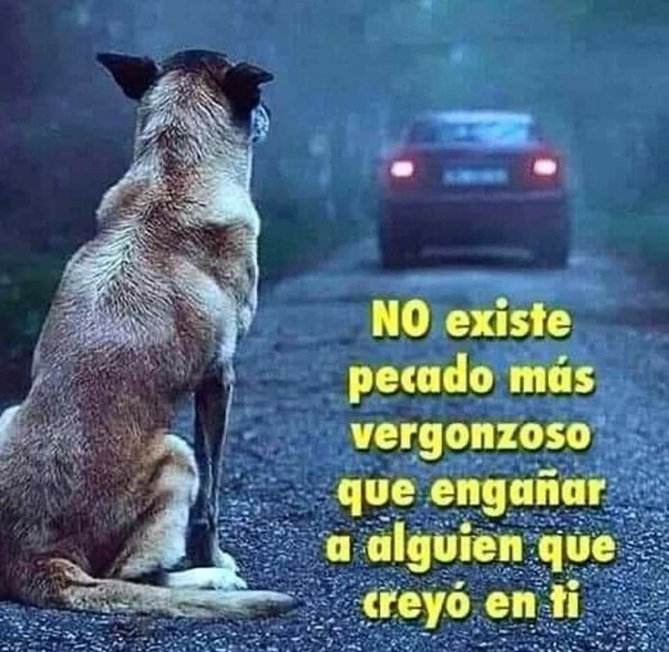 Traicionar la confianza de un ser que te amó sin condiciones es más que un acto cruel; es arrancar la esperanza de un corazón que solo supo creer en ti, incluso cuando el mundo le dio la espalda🥺
Rescata 🐾🐾🙏🏻