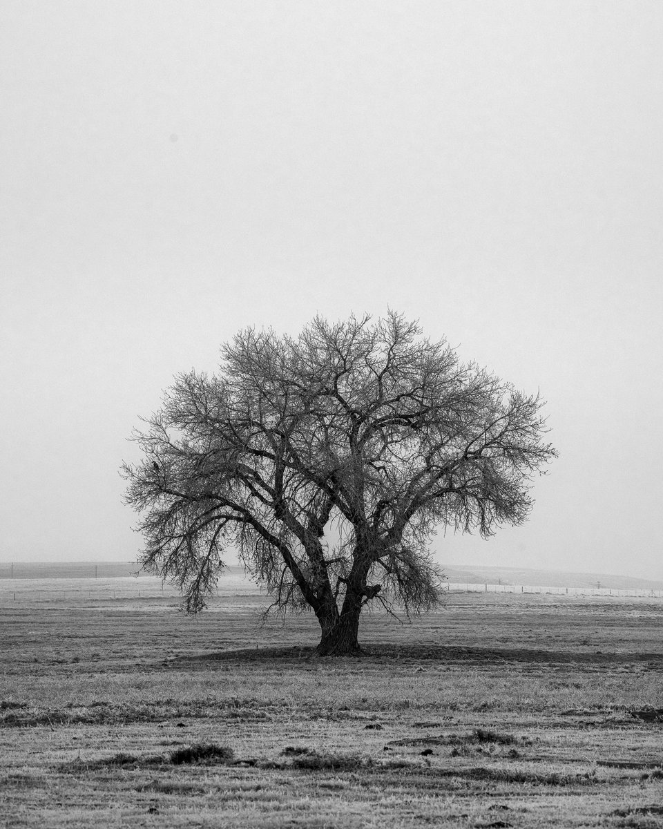 Winter stillness. 🦬 #Colorado #sonyalpha
