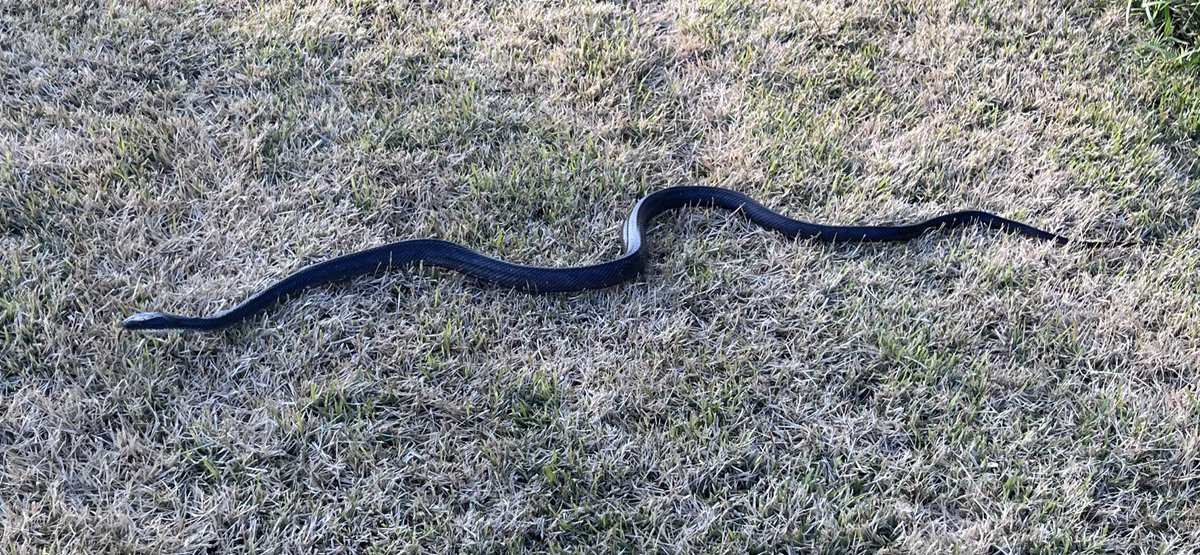 puck jackalope tweet media