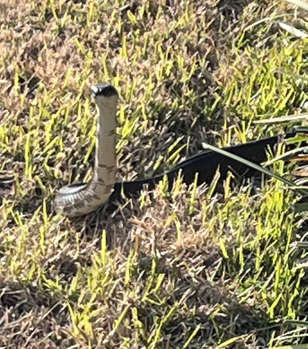 puck jackalope tweet media