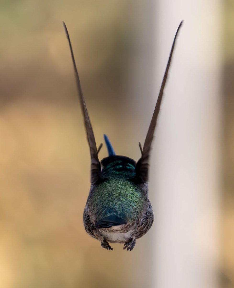GeronimoTravel's tweet photo. #Hummingbirds #phoenixAz #birdphotography #NaturePhotography https://t.co/W4stHgNhwn