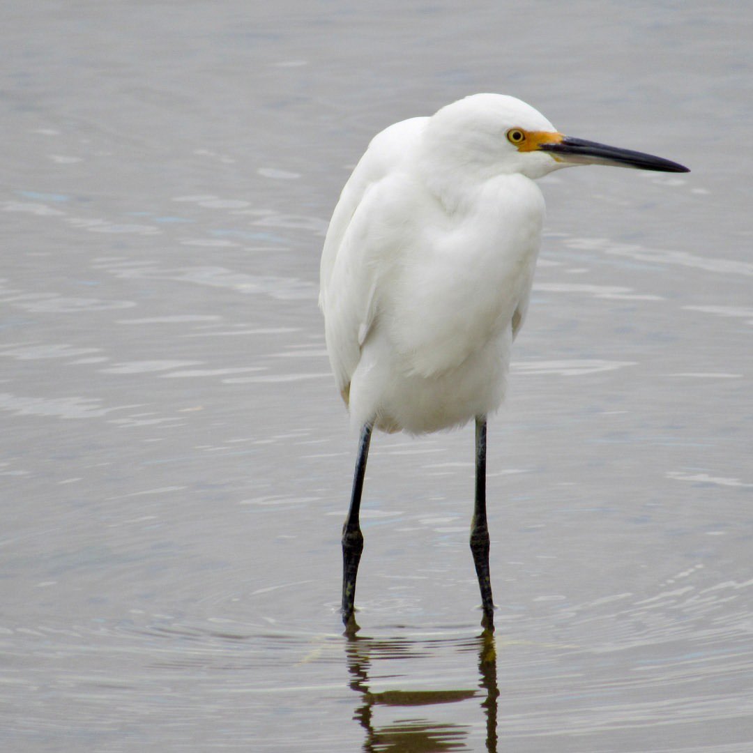 WaterkeepersAlabama tweet media