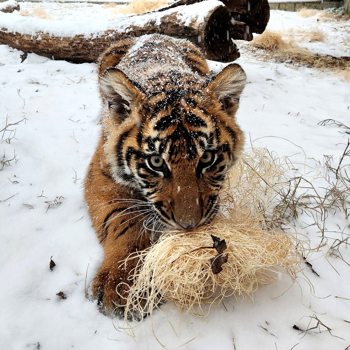 It’s tiger cub Kaji’s first snow day 😍 Thanks to Eliza Fahringer, Islands Keeper, for sharing this precious milestone. 🐅