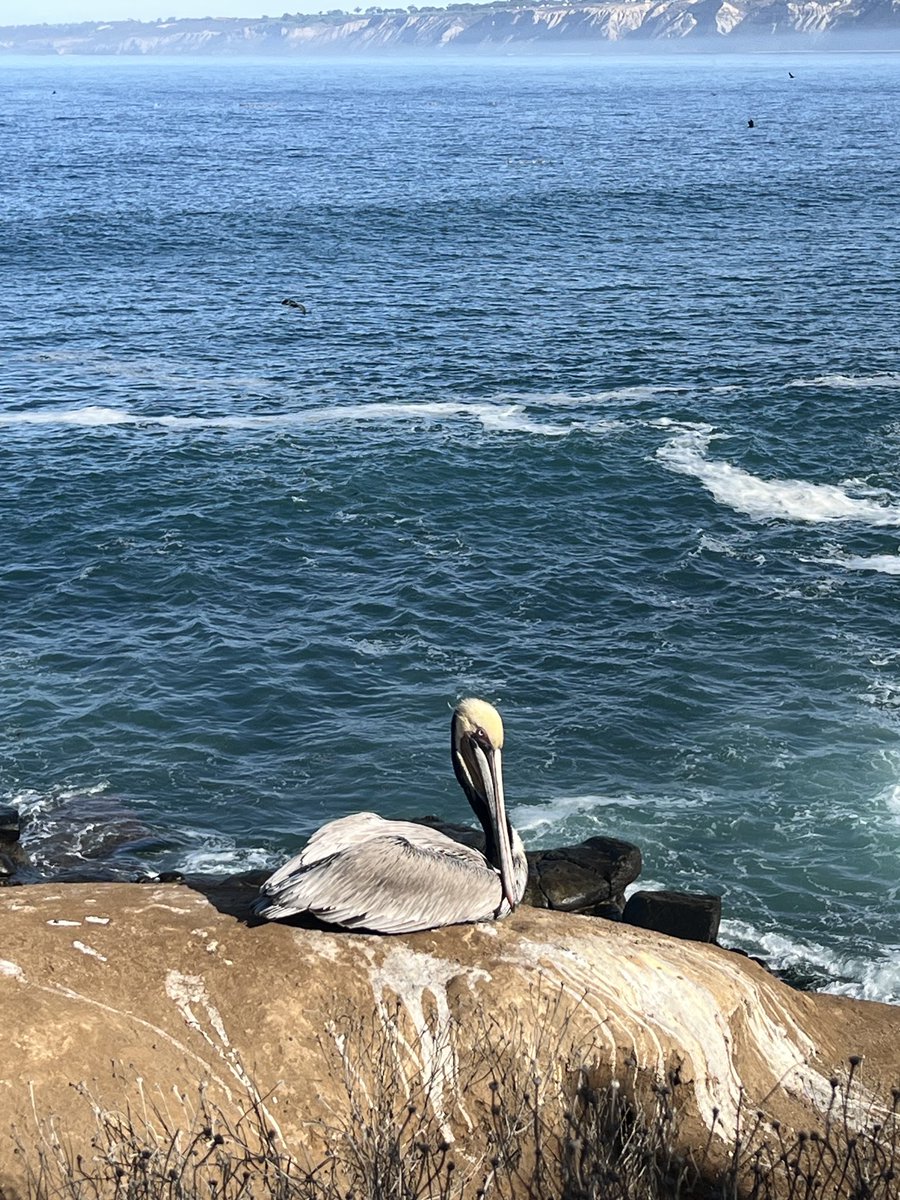 La Jolla Cove
