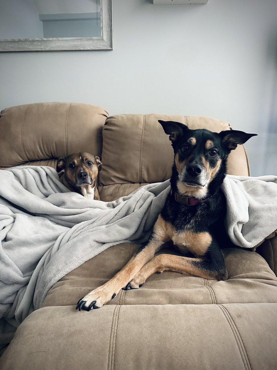 HeatherFount_'s tweet photo. A house divided:

snow dog vs no-snow dogs ❄️ https://t.co/j7IShtylUC