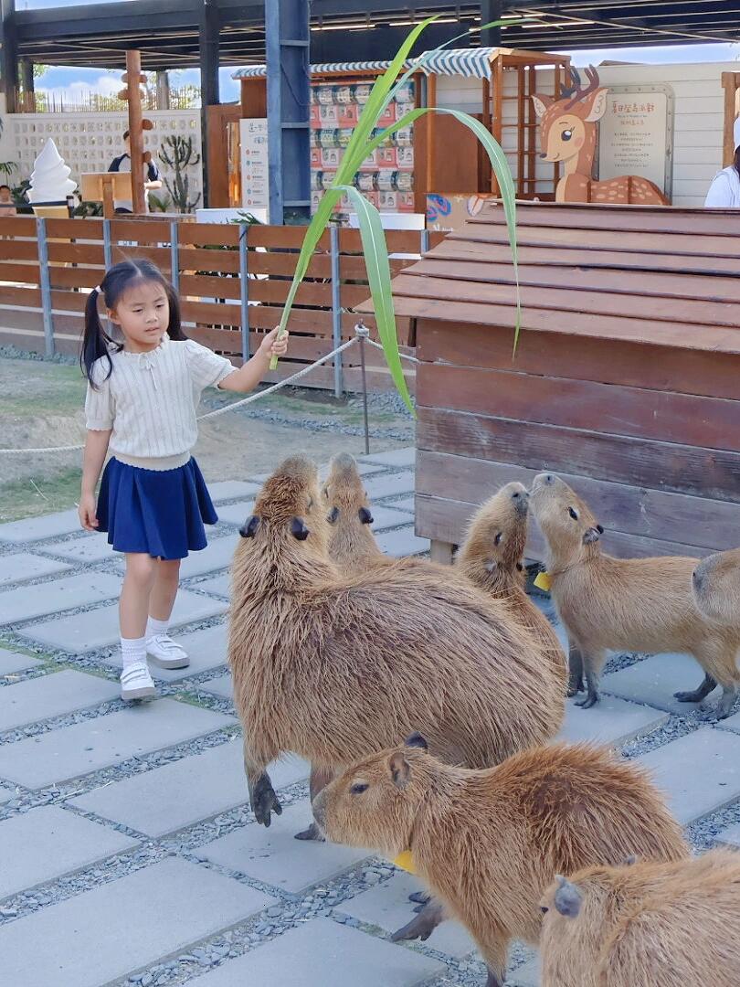 小鹿は本当に優雅で可愛らしいですね。大きな目は無邪気さと好奇心で満ち溢れています。体の柔らかな毛皮は春の新緑のようで、微風に吹かれると、まるで森の精霊のように軽やかに跳ね回ります。小鹿の一歩一歩はとても軽やかで、まるで静かな森を邪魔したくないかのようです。草原で草を食べながら、時