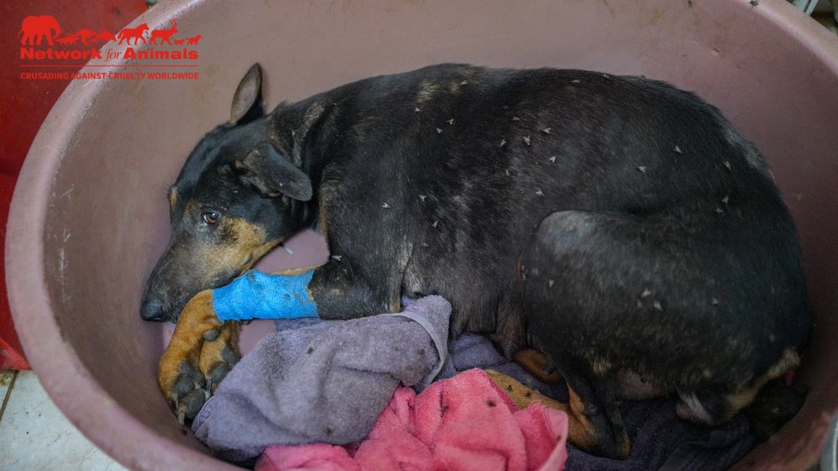 Network4Animals's tweet photo. Even a small donation can make a big difference for #Serbiaโs suffering street dogs. Find out how your donation can provide crucial shelter & care for vulnerable animals saved from misery & death on Serbia's streets: https://t.co/CfU7WJG7Hc
#NFADogs #AdoptDontShop #DogRescue https://t.co/Ht6zuhHFL1