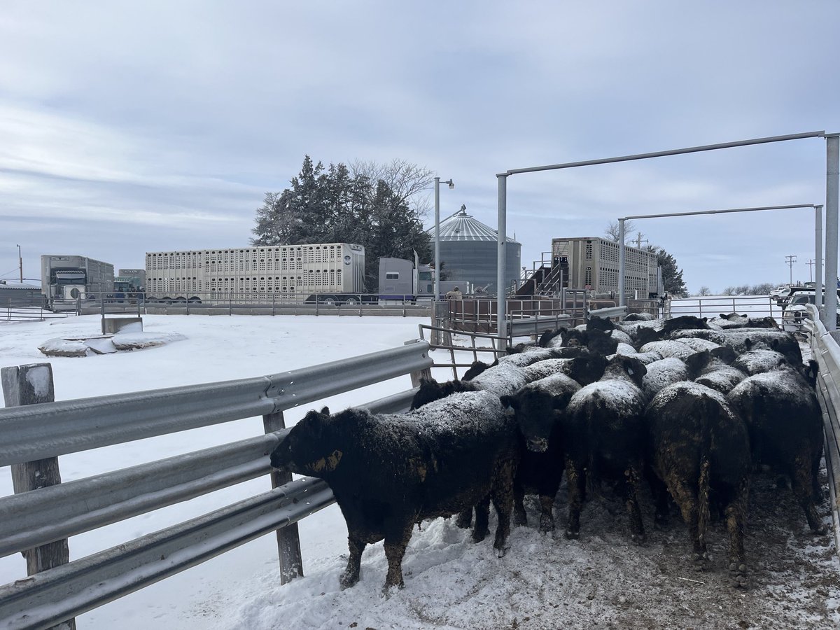 thesteerman's tweet image. Church was cancelled today. Fat cattle on like donkey Kong.