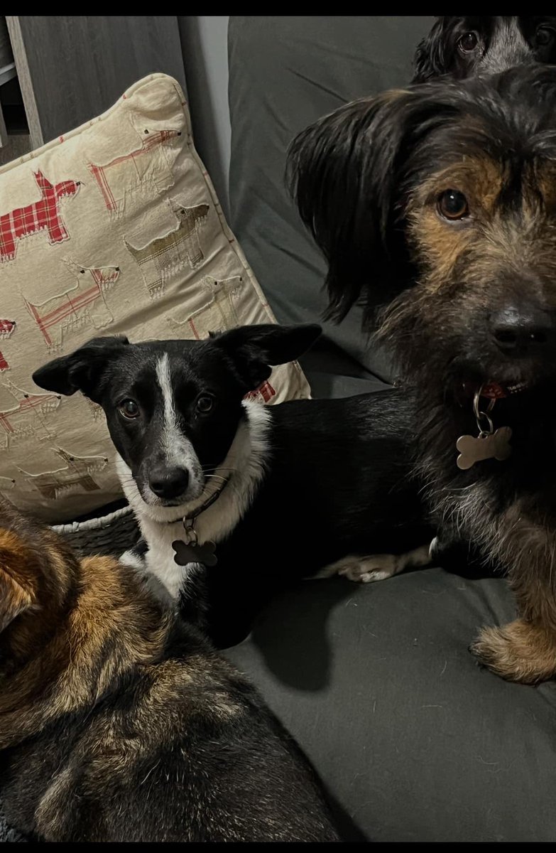 Juno with her foster siblings. She’s starting to look all grown up 😍