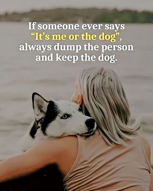 𝕏 Dogs (@_xdogs) on Twitter photo 