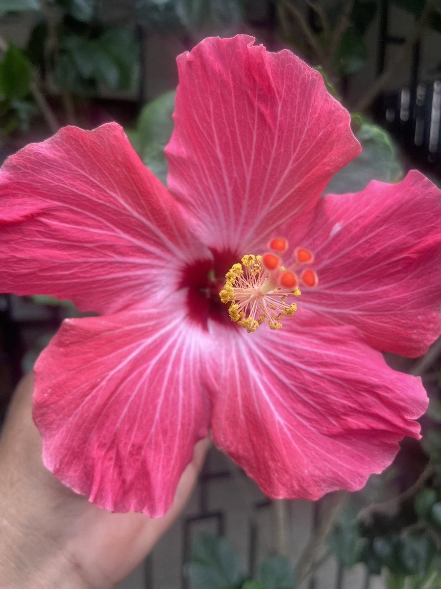 #Hibiscus #MiBonao