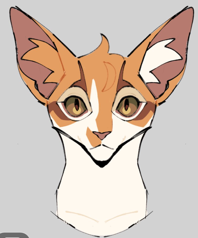A cat