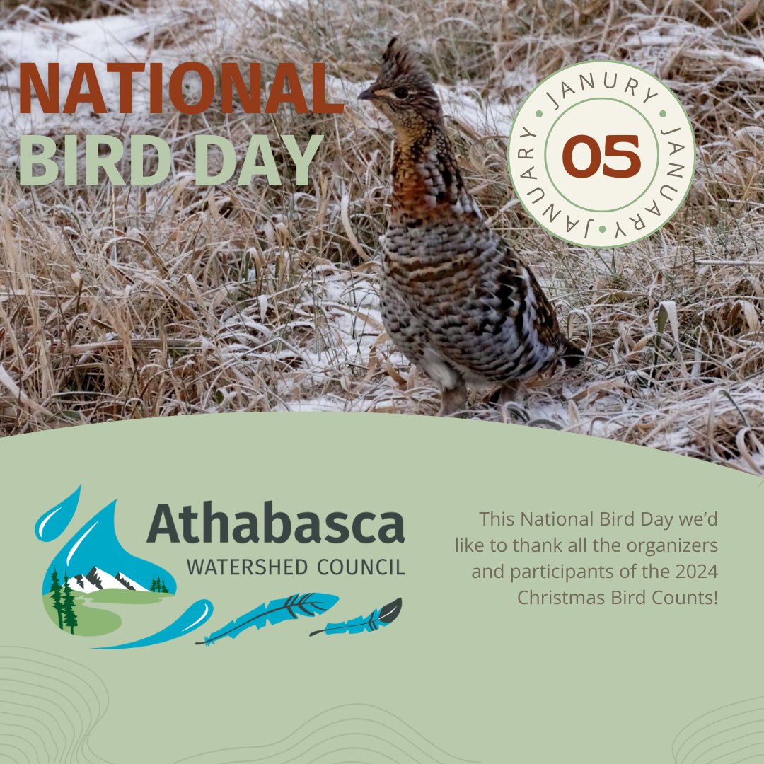 On #NationalBirdDay, we’d like to thank all the organizers and participants of the 2024 Christmas Bird Counts! This year there were 80 counts across AB, including 8 counts in the Athabasca watershed. We are grateful for all the citizen scientists who volunteer their time.